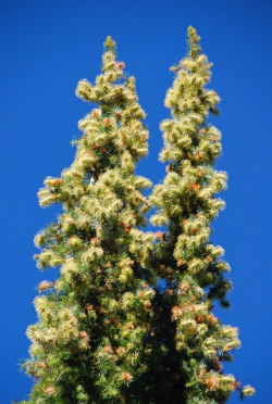 Santa Lucia fir (Abies bracteata). Cone Peak, Ventana Wilderness, Los Padres National Forest, Monterey County, CA. Copyright © Jeff Bisbee. 